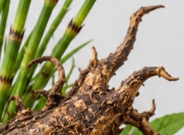 Devil's Claw Root