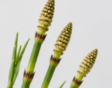 Horsetail