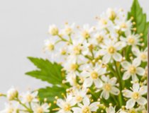 Meadowsweet